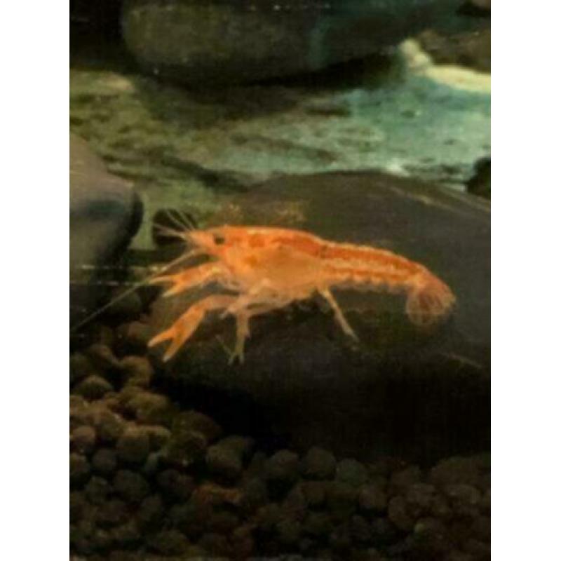 Cambarellus Patzcuarens – Oranje Dwergrivierkreeft – CPO