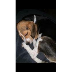 Beagle teefje