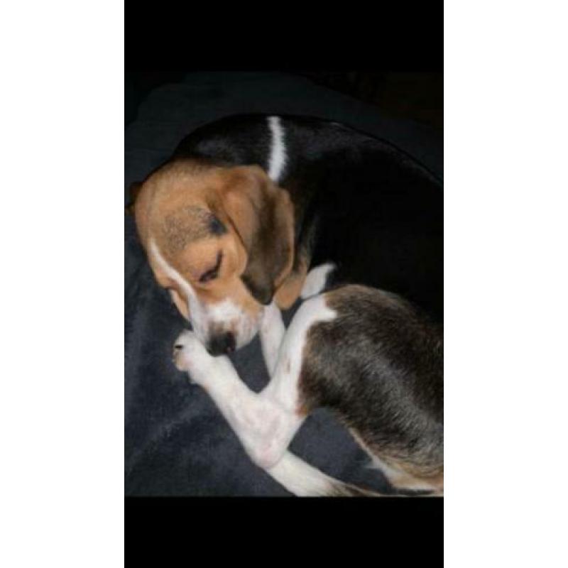 Beagle teefje