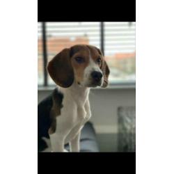 Beagle teefje