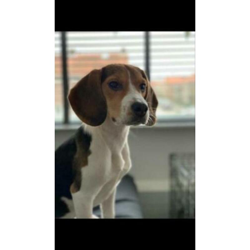Beagle teefje