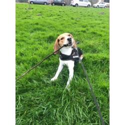 Beagle teefje