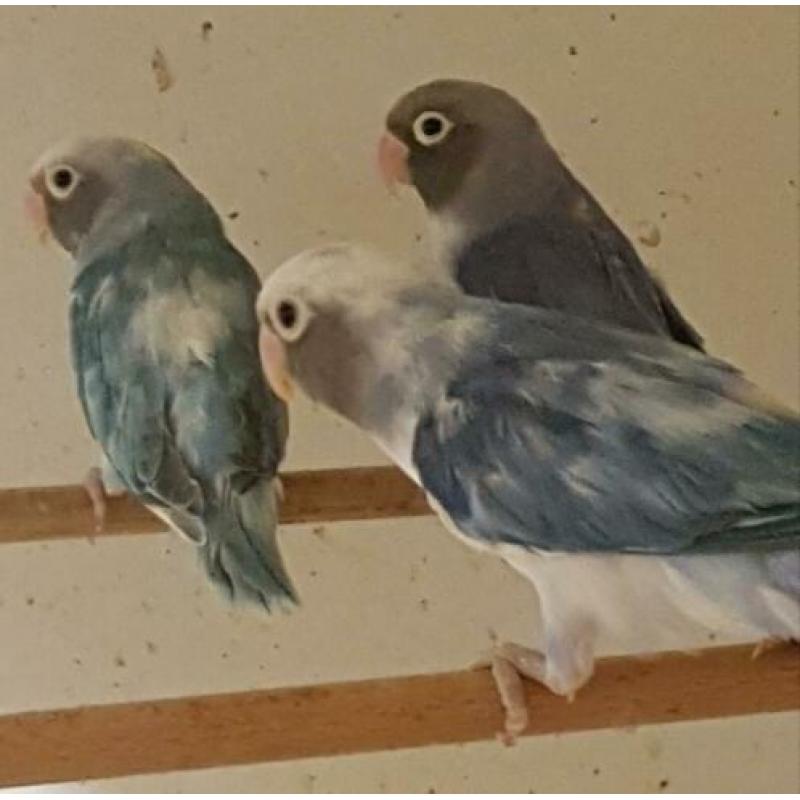 De laatste Agapornis lilianae en nigrigenis