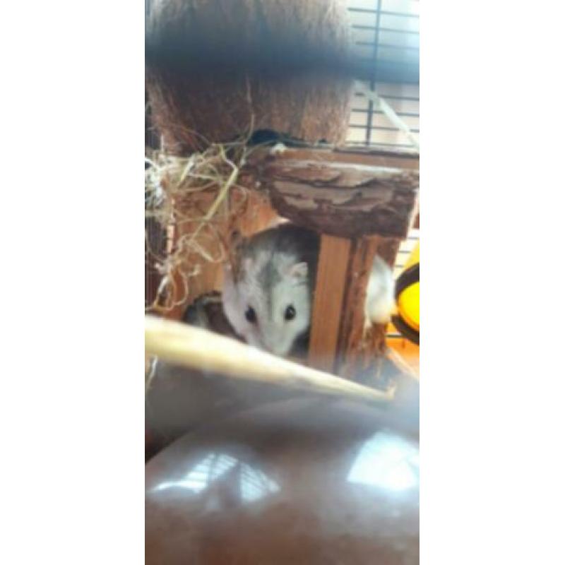 Speelse rusische dwerg hamster!