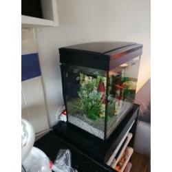 Aquarium 20L met filter, thermostaat en LED licht