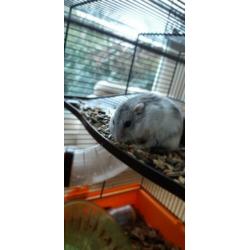 Speelse rusische dwerg hamster!