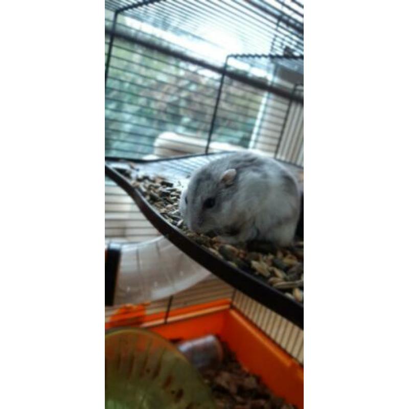 Speelse rusische dwerg hamster!