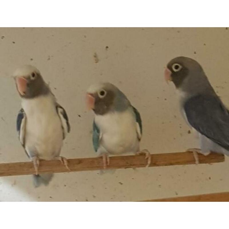 De laatste Agapornis lilianae en nigrigenis