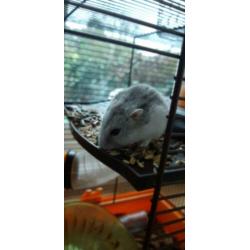 Speelse rusische dwerg hamster!