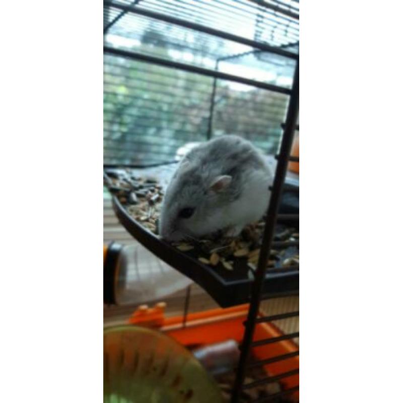 Speelse rusische dwerg hamster!