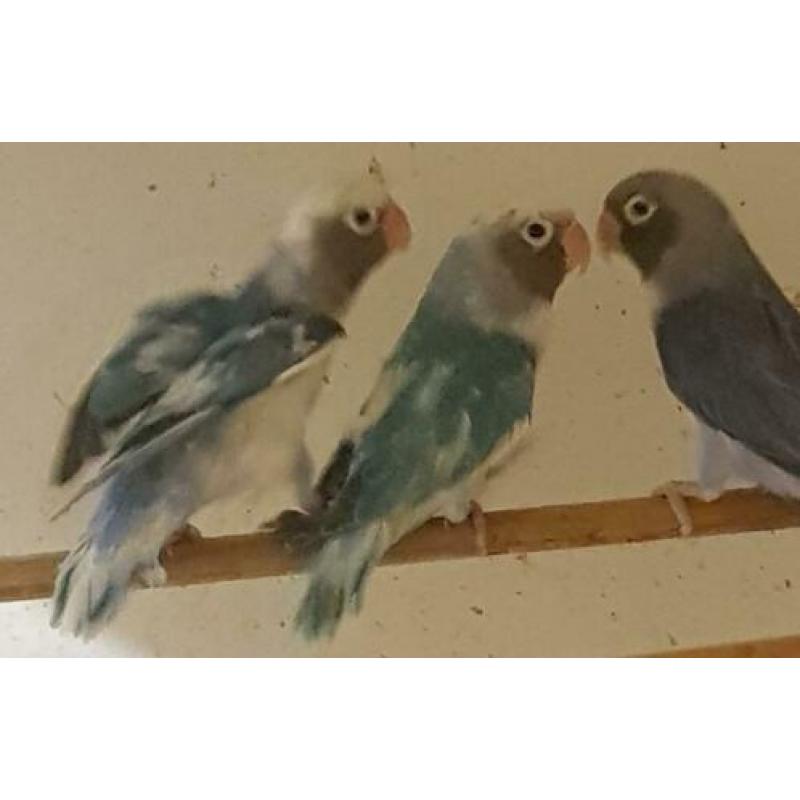 De laatste Agapornis lilianae en nigrigenis