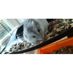 Speelse rusische dwerg hamster!