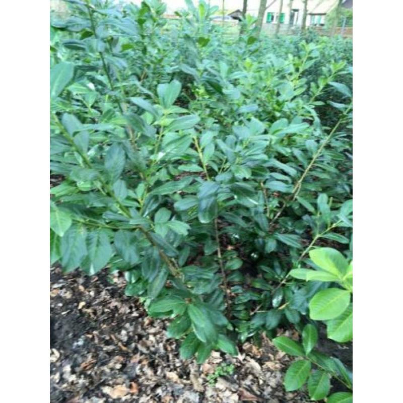Prunus lauro. NOVITA