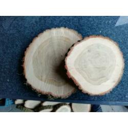 houten schijf of houten stammetje eiken