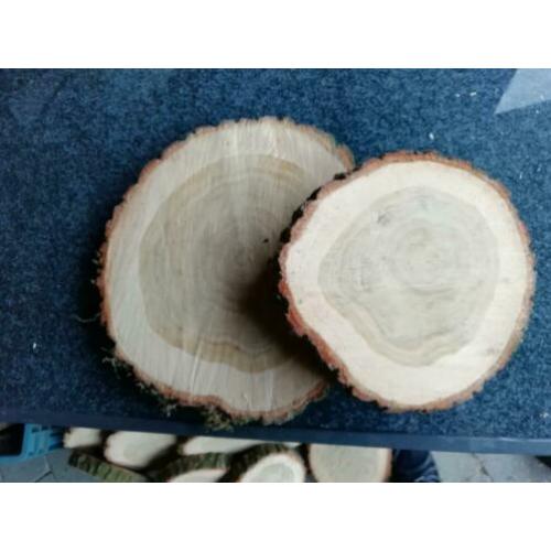 houten schijf of houten stammetje eiken