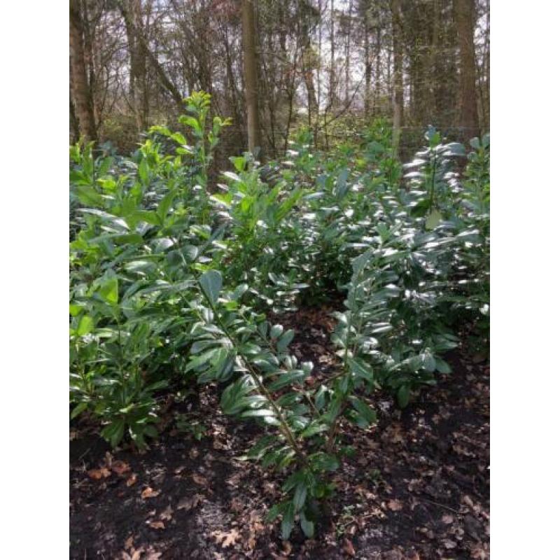 Prunus lauro. NOVITA