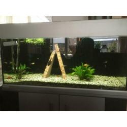 Aqarium