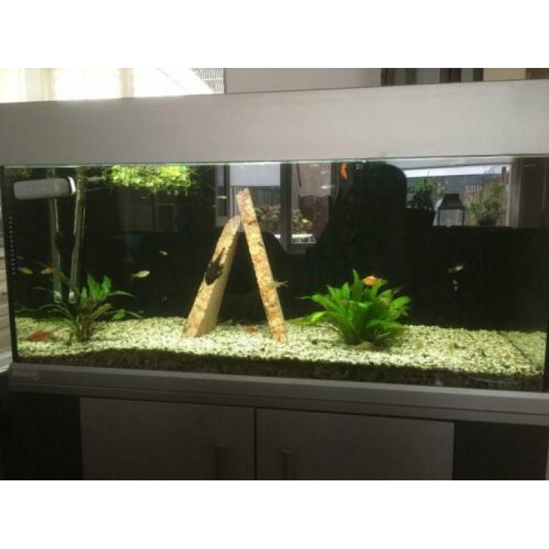 Aqarium