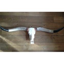 Skull longhoorn buffel schedel longhorn skulls dierenschedel