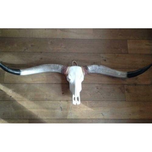 Skull longhoorn buffel schedel longhorn skulls dierenschedel