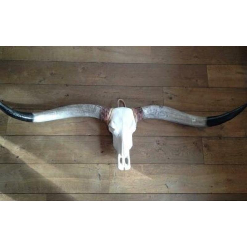 Skull longhoorn buffel schedel longhorn skulls dierenschedel