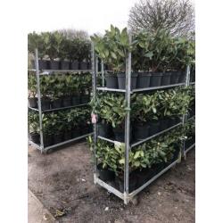 partij rhododendrons 40-60 cm min afname 10 stuks 99.-