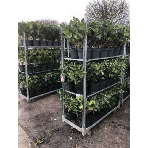 partij rhododendrons 40-60 cm min afname 10 stuks 99.-