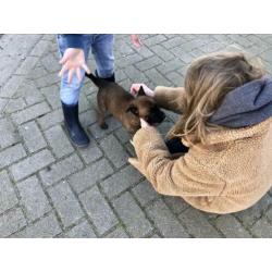 Mechelse herder fci stamboom