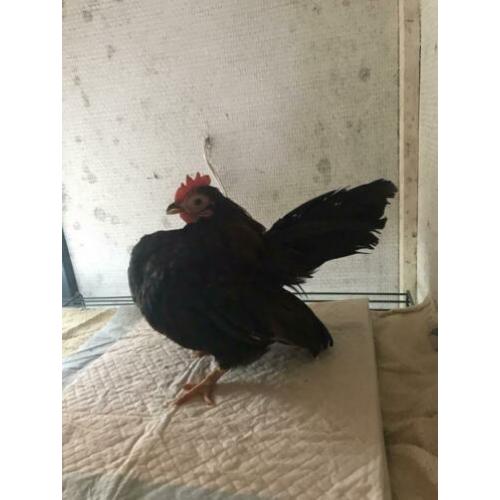 Ayam serama haantje