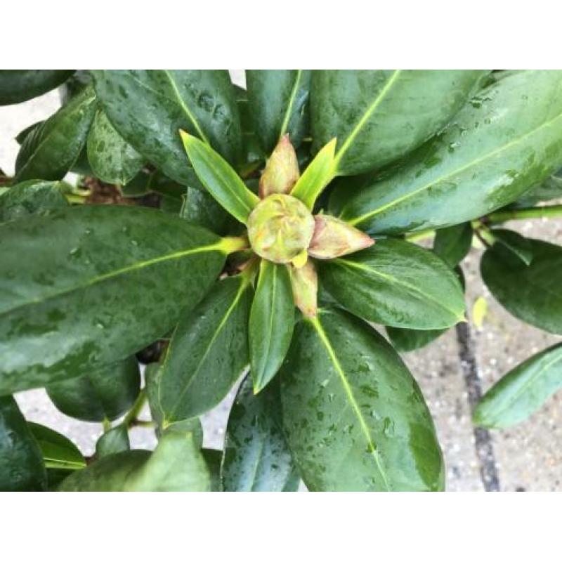 partij rhododendrons 40-60 cm min afname 10 stuks 99.-