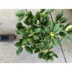 partij rhododendrons 40-60 cm min afname 10 stuks 99.-