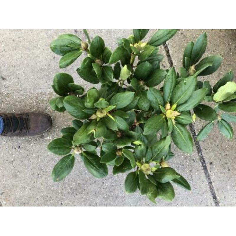 partij rhododendrons 40-60 cm min afname 10 stuks 99.-