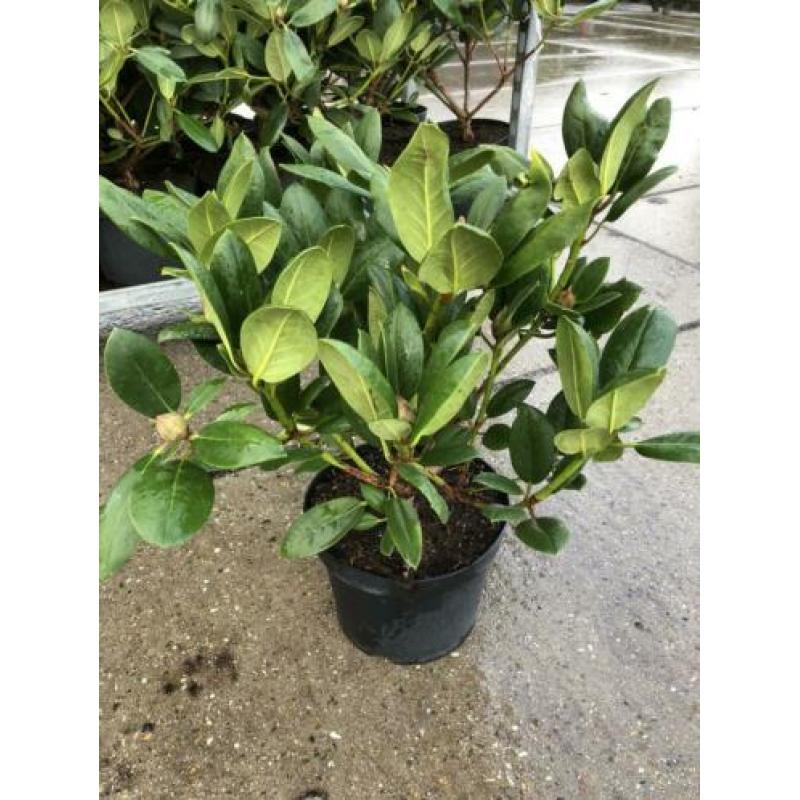partij rhododendrons 40-60 cm min afname 10 stuks 99.-