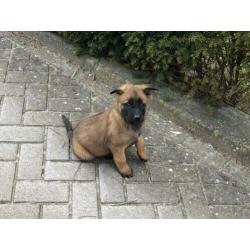 Mechelse herder fci stamboom
