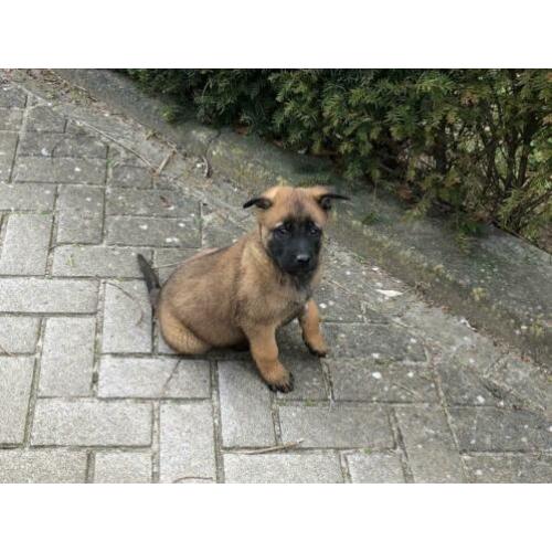Mechelse herder fci stamboom