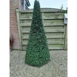 Te koop 4 grote taxussen