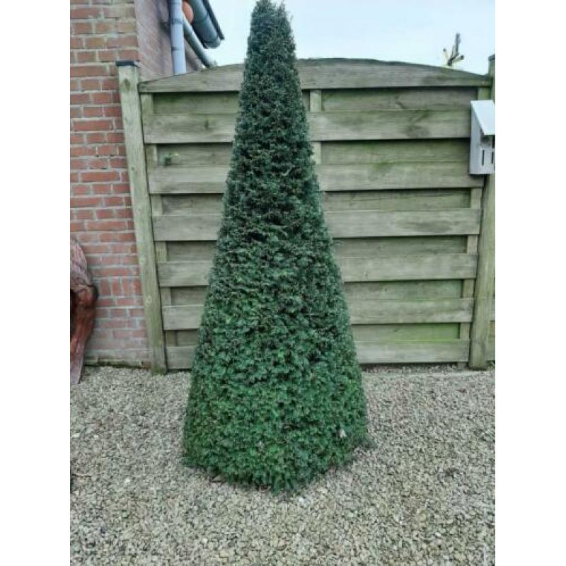 Te koop 4 grote taxussen