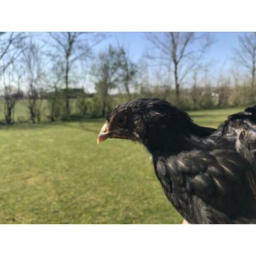 Jonge Barnevelder hennen, dubbelgezoomd en evt. een haan