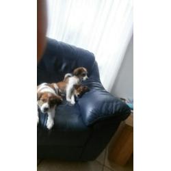 Mooie lieve kooiker pups