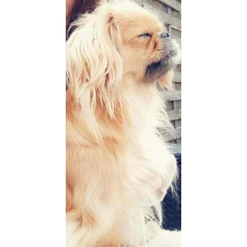 Pekingees