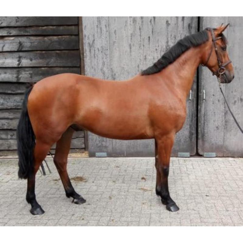 3 jarige ruin, met top afstamming