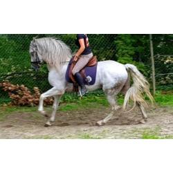 ######Top mooie pre / andalusier hengsten #######