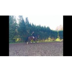 Dressuur recreatie fokmerrie