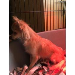 Chihuahua puber pups ze zijn tussen de 6.maanden 1.jaar