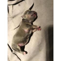 Chihuahua pups