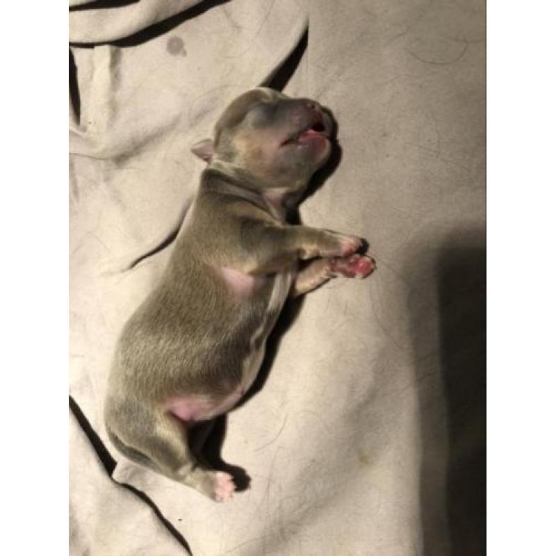 Chihuahua pups