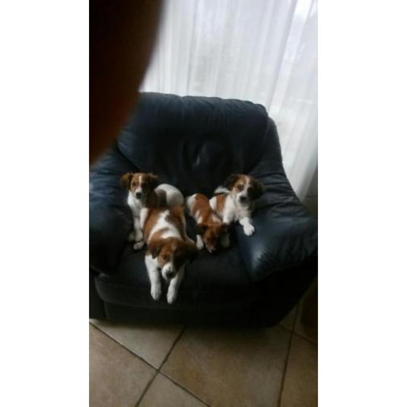 Mooie lieve kooiker pups
