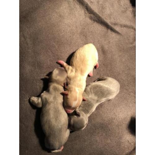 Chihuahua pups
