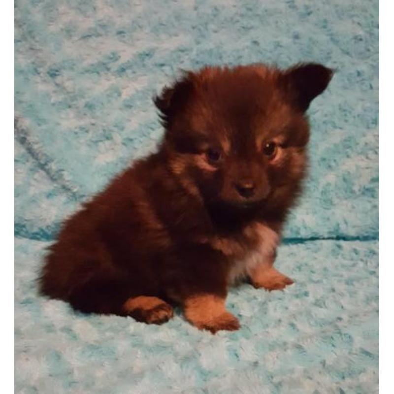 Zeer mooie schattig sociale Pomeriaan Dwergkees pups