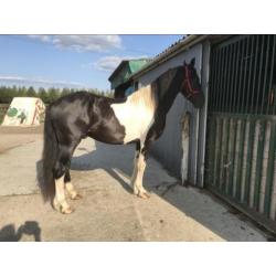 2 barock Pinto hengsten